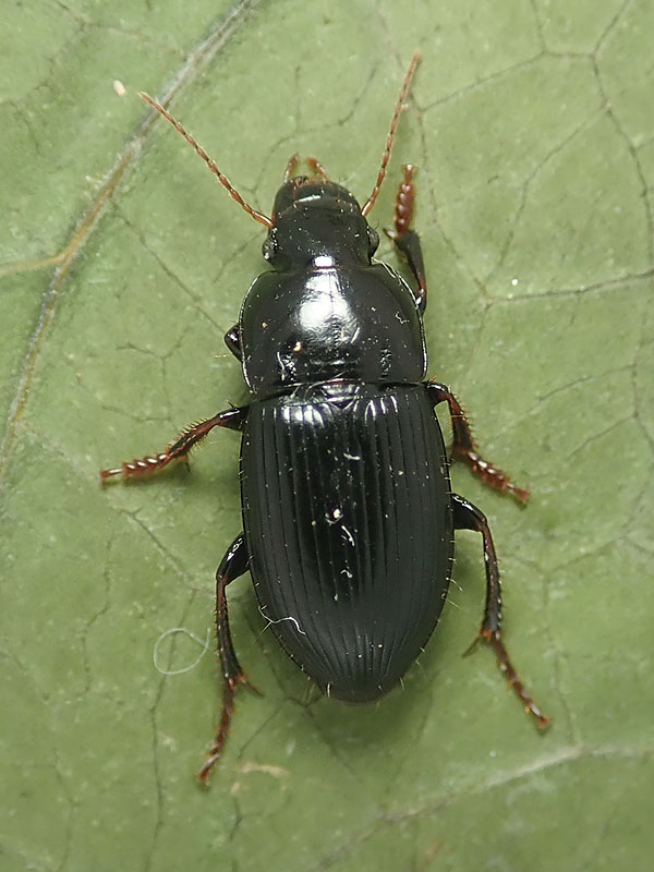 Carabidae: Harpalus  sp.
